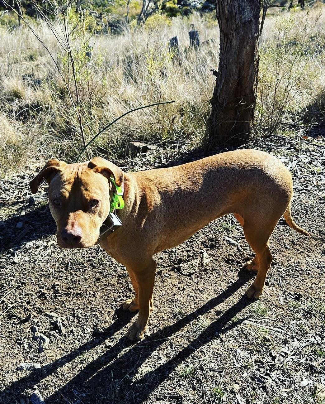 Dog Gear 